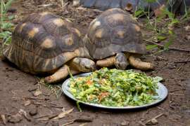 Two radiated tortoises eat their zoo salad diet from a metal pan in their habitat.