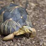 radiated tortoise walking outside