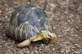 radiated tortoise walking outside