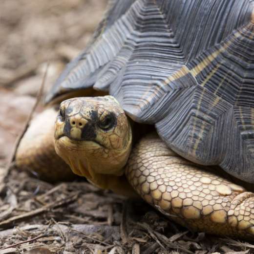 The Mabel Dorn Reeder Conservation Endowment Fund - Zoo Atlanta