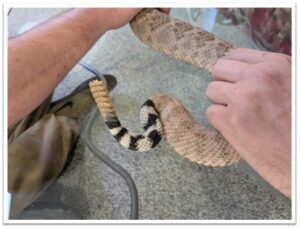 a keeper handles a venomous snake with a safety hook
