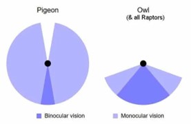 graphic explaining bird vision
