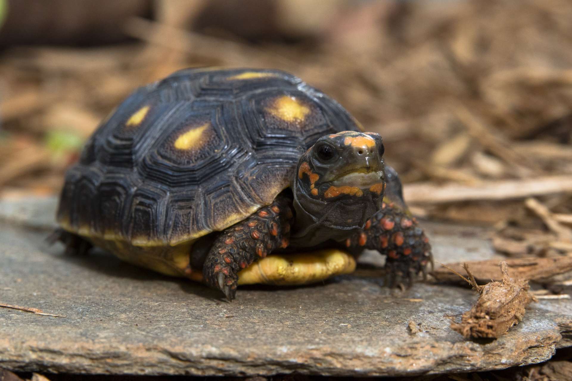 Monitoring scat for animal health - Zoo Atlanta