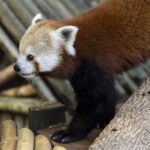 a red panda walking on a wood surface