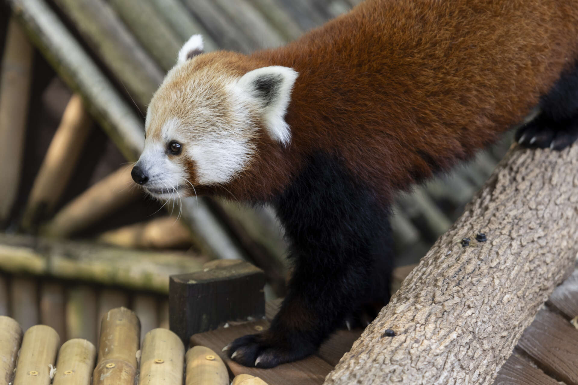 Red Panda - Zoo Atlanta