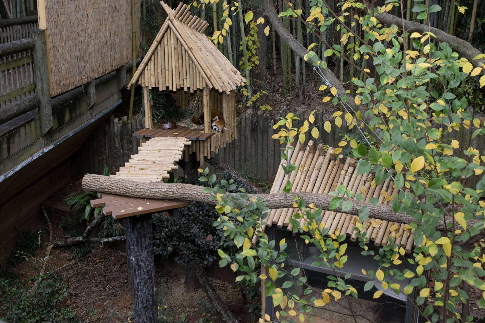 Panda Updates - Wednesday, November 22 | Zoo Atlanta