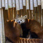 Two red pandas explore their outdoor habitat.