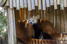Two red pandas explore their outdoor habitat.