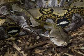A reticulated python lays on a bed of leaves.