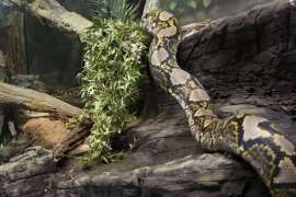 A reticulated python climbing through its zoo habitat.
