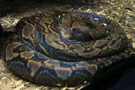 A reticulated python lays coiled with the iridescence in its scales shining.