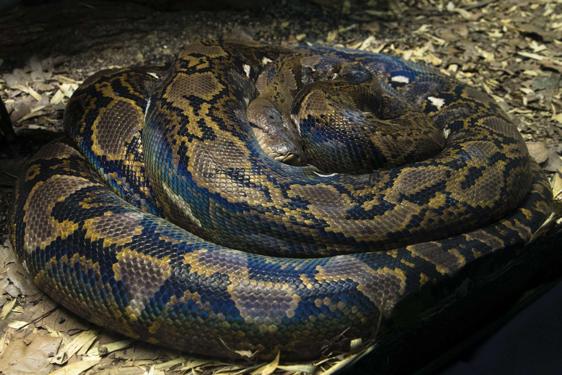 reticulated python full grown