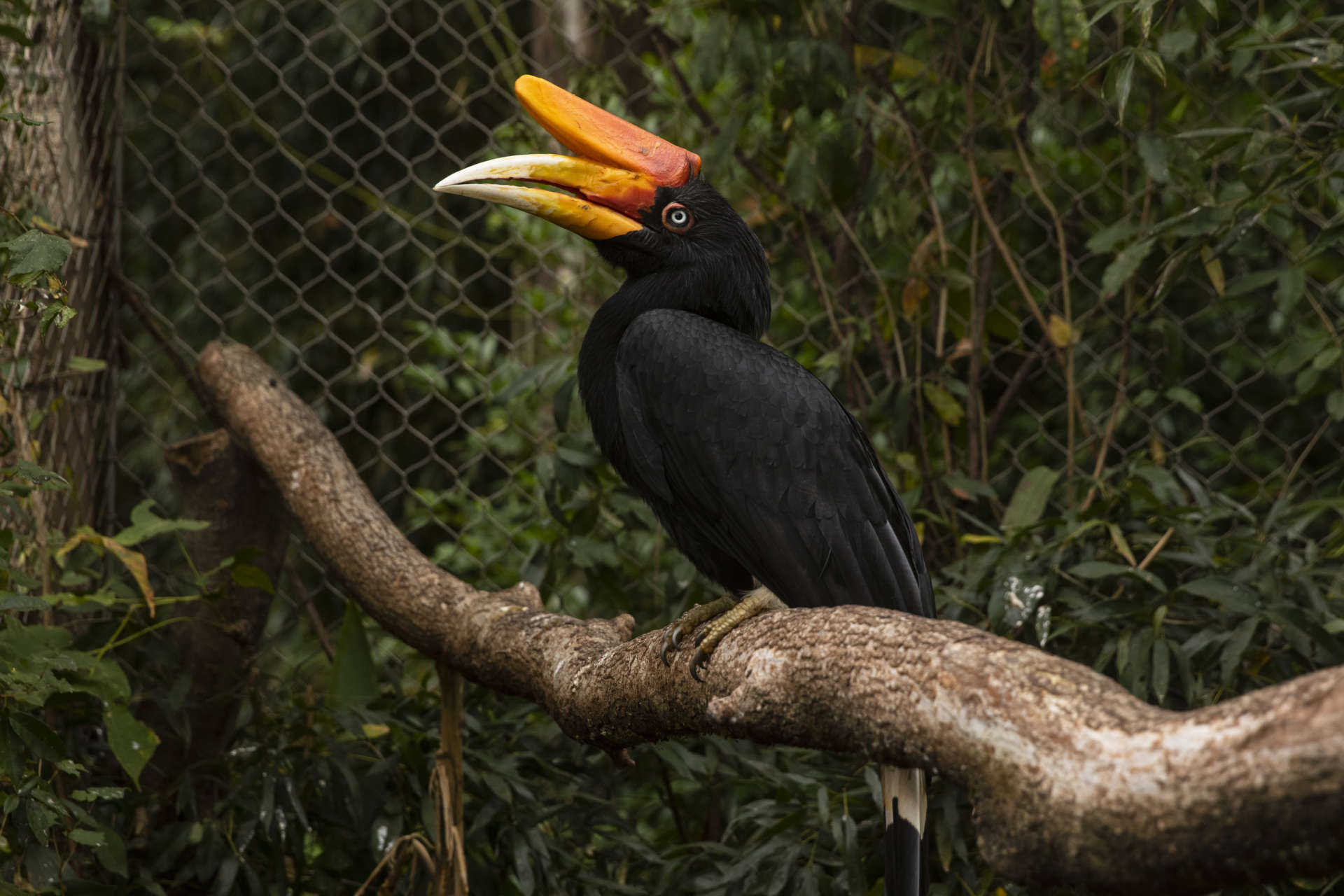 “Why does it have two beaks?” Zoo Atlanta