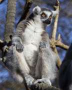 ring tailed lemur sits on top of rope