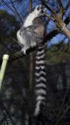 ring tailed lemur sits on rope