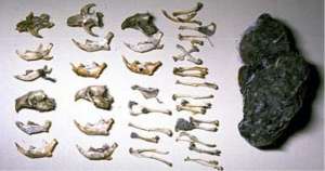 rodent bones
