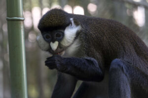 a schmidt's guenon in his outdoor habitat