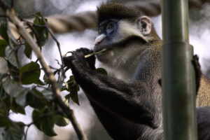 Closeup of a small monkey
