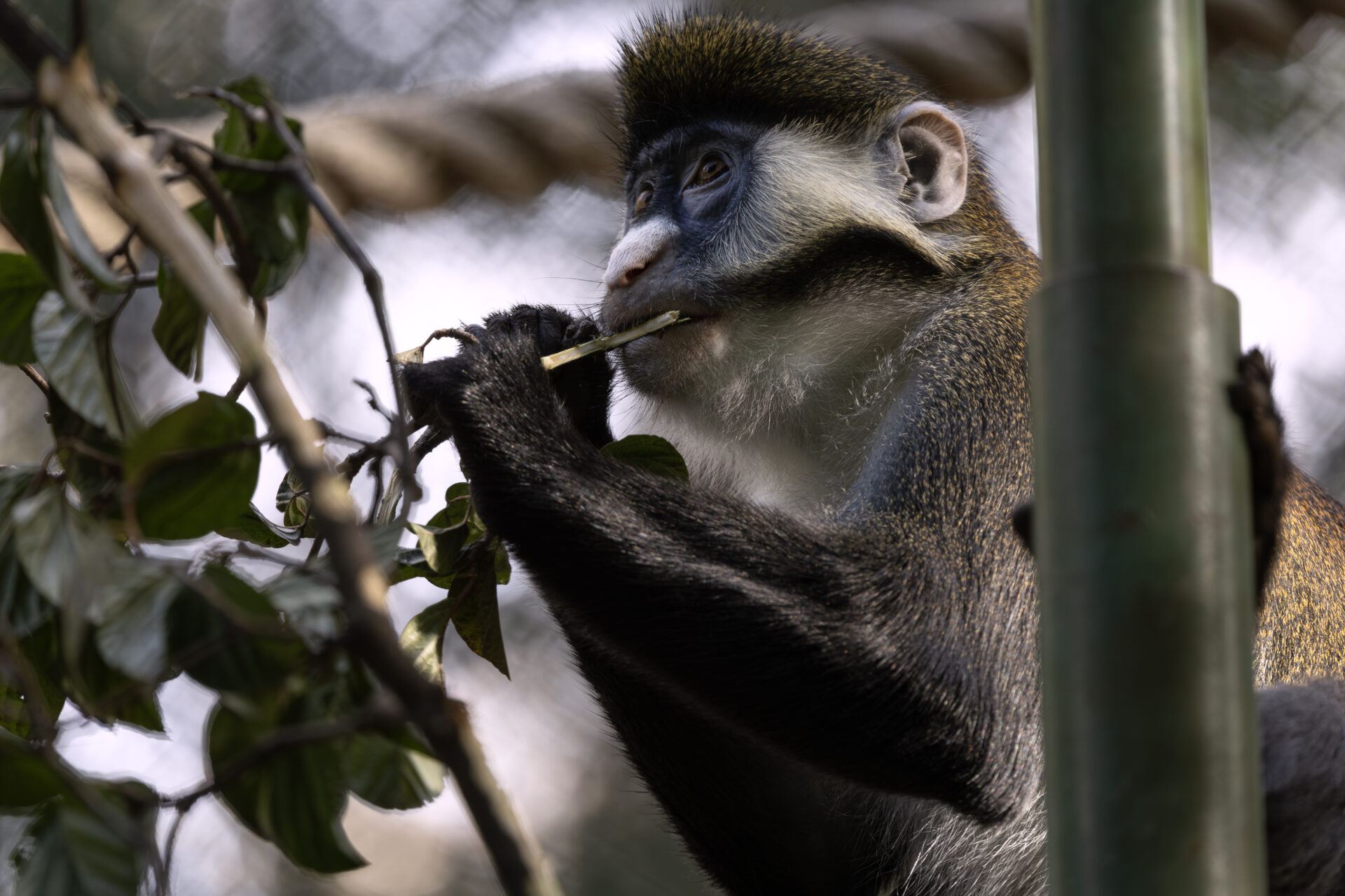 THE HOLIDAYS BRING NEW ANIMAL FACES AT ZOO ATLANTA - Zoo Atlanta