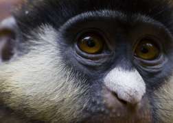 A close look at the yellow eyes and white nose of a Schmidt's guenon.