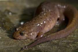 A pink seal salamander sits on a rock, its tail wrapped around to its head.
