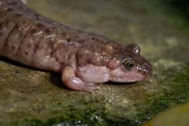 A pink seal salamander sits on a mossy rock.