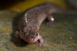 A seal salamander sits on a rock.