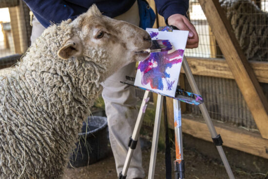 A sheep voluntarily paints by holding a brush in it's mouth and applying sheep strokes to a canvas with bright colors. An Animal Care professional guides the sheep to the canvas.