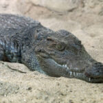 closeup of a Siamese crocodile