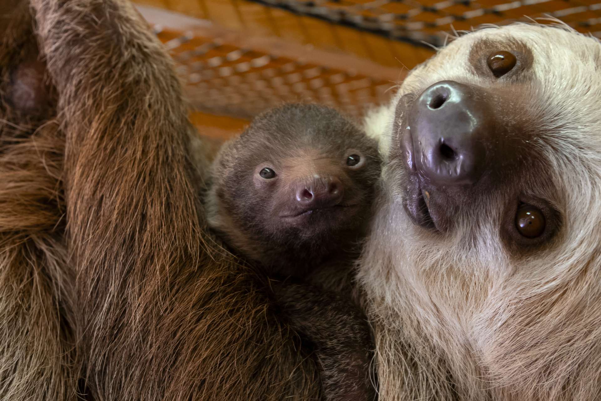 Gotta Grow Up (grade 2nd) Zoo Atlanta