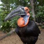 Female southern ground hornbill Zazu