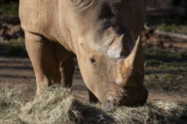 Southern white rhino mumbles eats from a pile of hay.