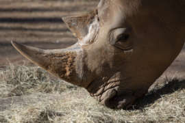 Southern white rhino mumbles eats from a pile of hay.