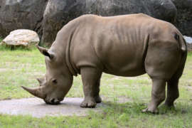close up of Mumbles the white rhino