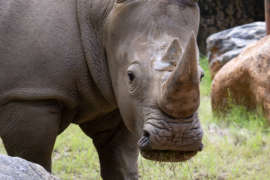close up of Mumbles the rhino