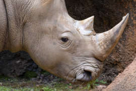 A white rhino's profile showing a close up view of the rhino's face