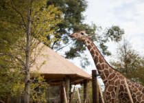 A giraffe reaches over the cables of its exhibit to eat a tree in front of a wooden structure.