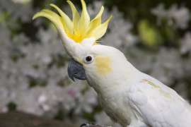 A white and yellow cockatoo
