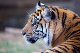 Female tiger Chelsea