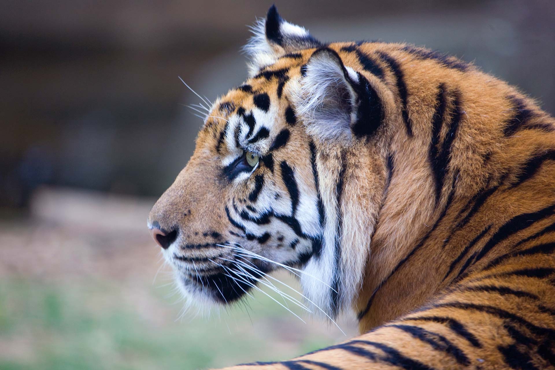 Sumatran Tiger - Zoo Atlanta
