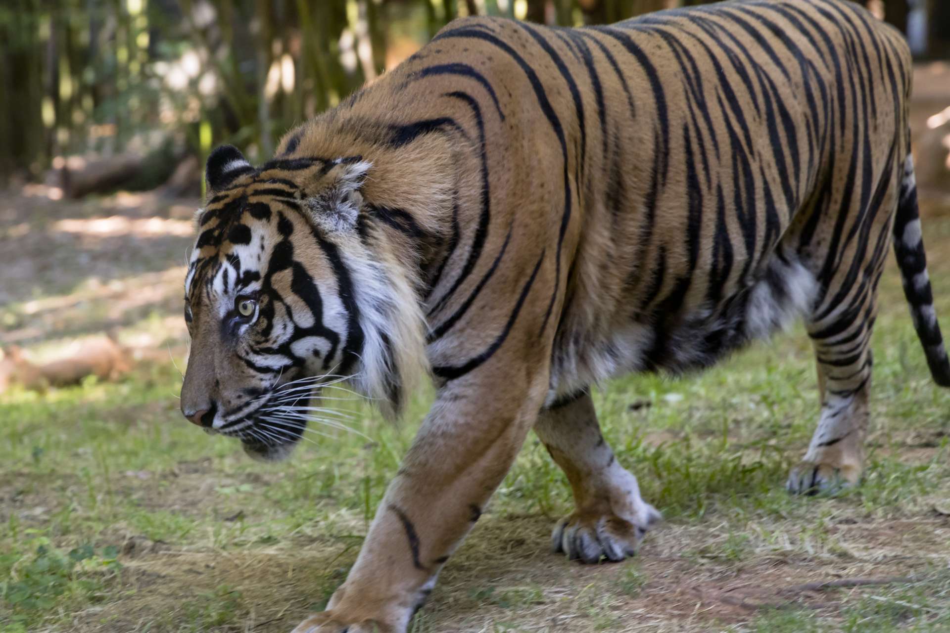 Update on Emerson the Sumatran tiger - Zoo Atlanta