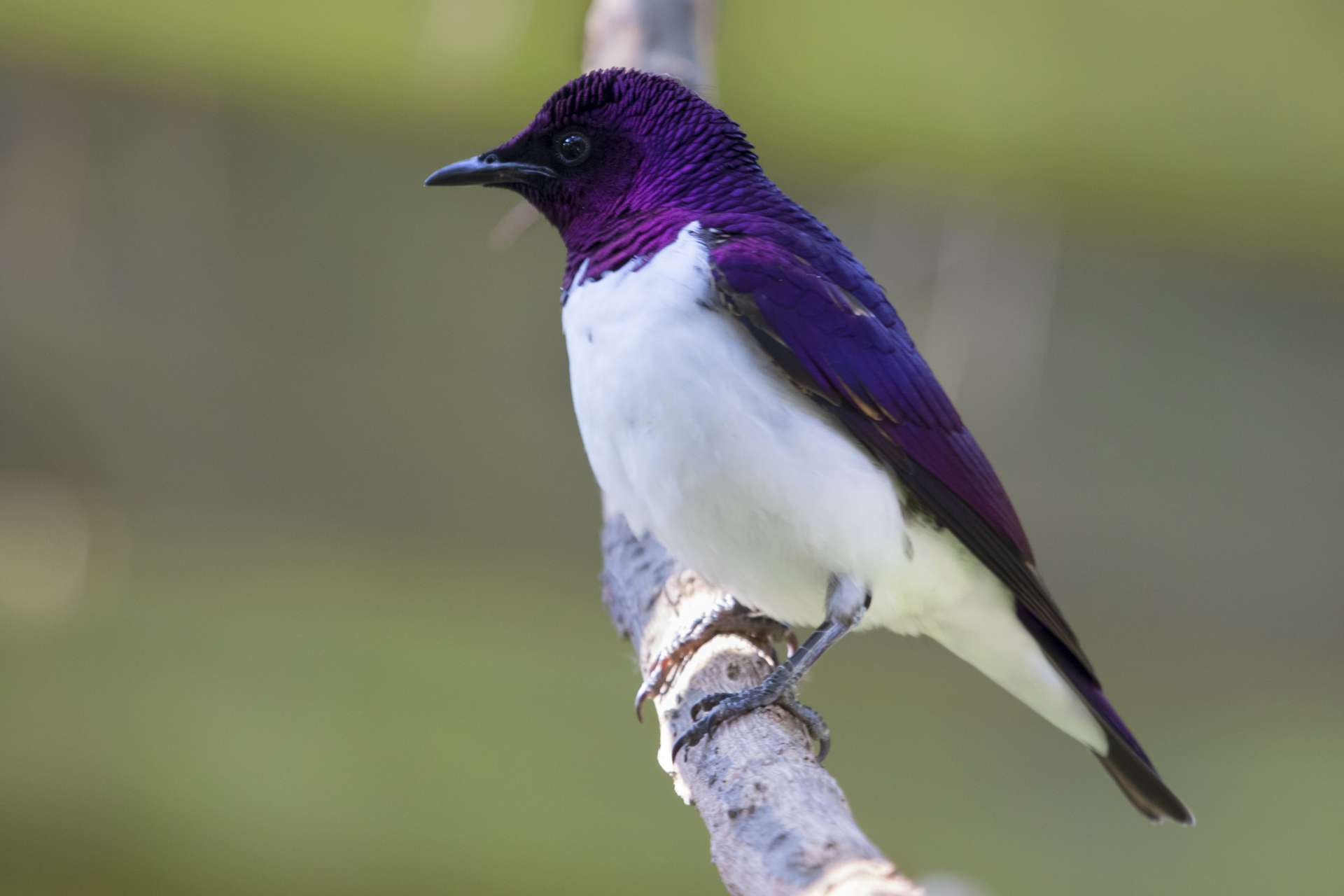Be birdfriendly! Zoo Atlanta