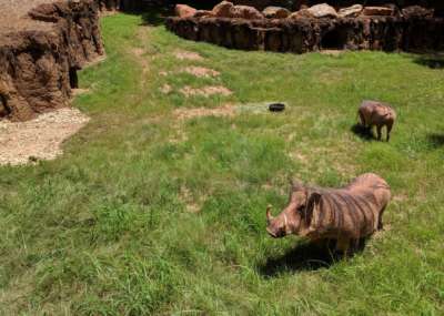 Warthogs in habitat