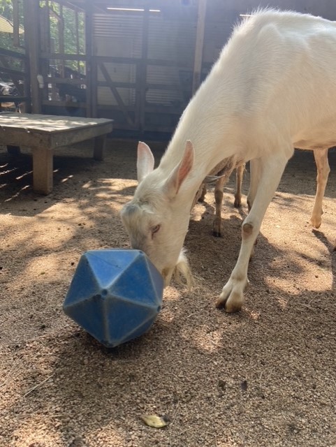 Petting zoo animals and D&D? - Zoo Atlanta