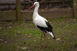 A white stork stands in its Zoo habitat.