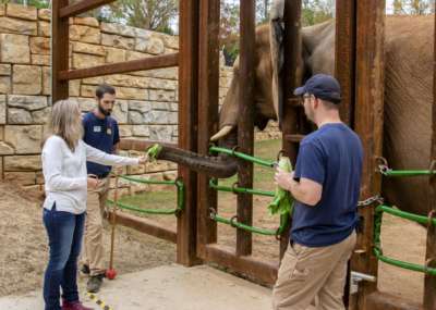A guest feeds lettuce to an elephant that has its trunk stretched through the bars of its habitat while two animal care professional look on.