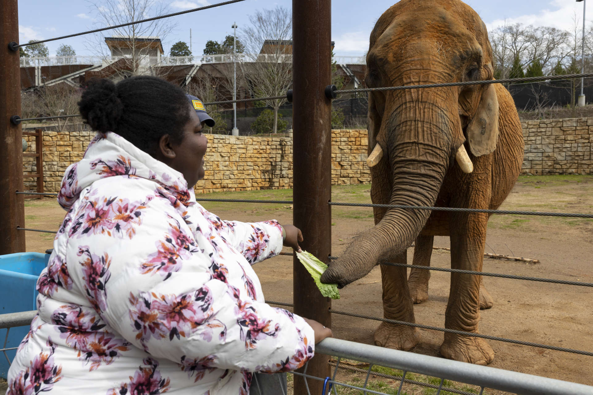 Wild Encounter: Elephant - Zoo Atlanta