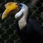 closeup of a wrinkled hornbill
