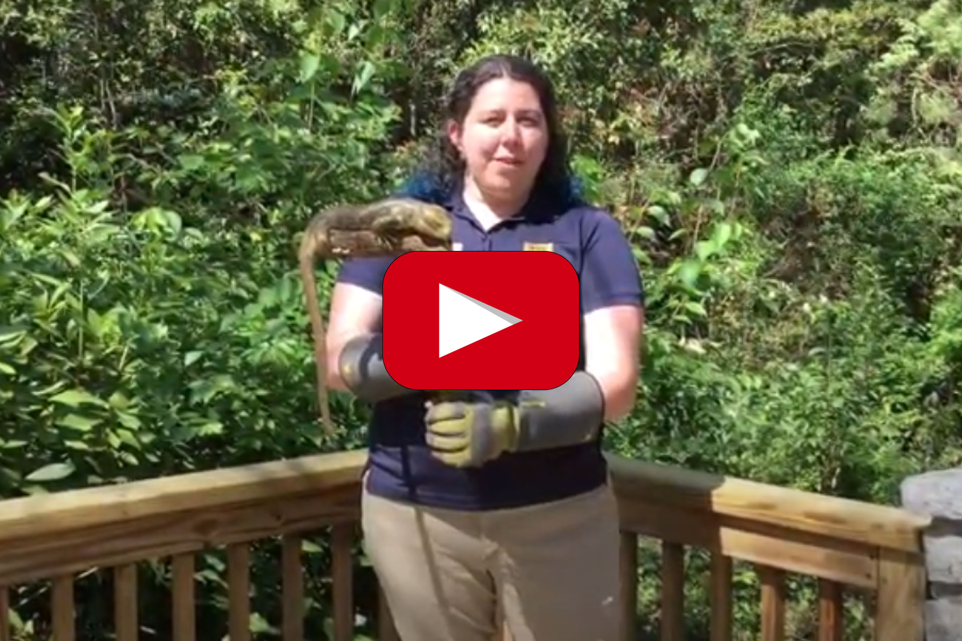 Vertebrate Edition Reptiles Zoo Atlanta