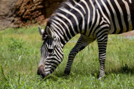 A zebra grazing on green grass
